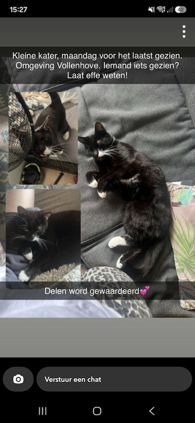 Heb jij Noortje of Joep gezien? Deze twee huisdieren worden in Steenwijkerland vermist