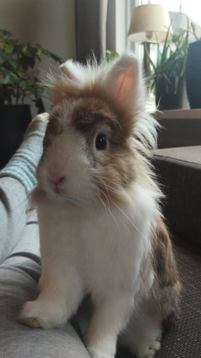 Heb jij Molly gezien? Dit huisdier wordt in Kampen vermist