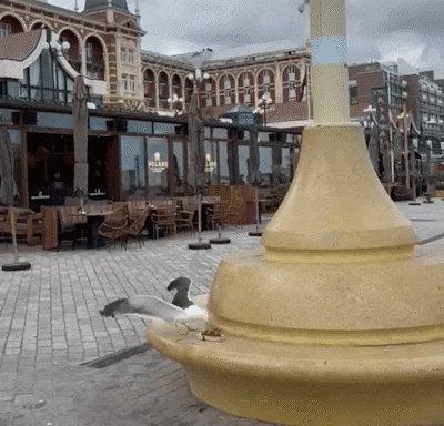 يشعر السكان بالجنون بشأن إزعاج طيور النورس: لماذا أصبحت الحيوانات أكثر جرأة على نحو متزايد