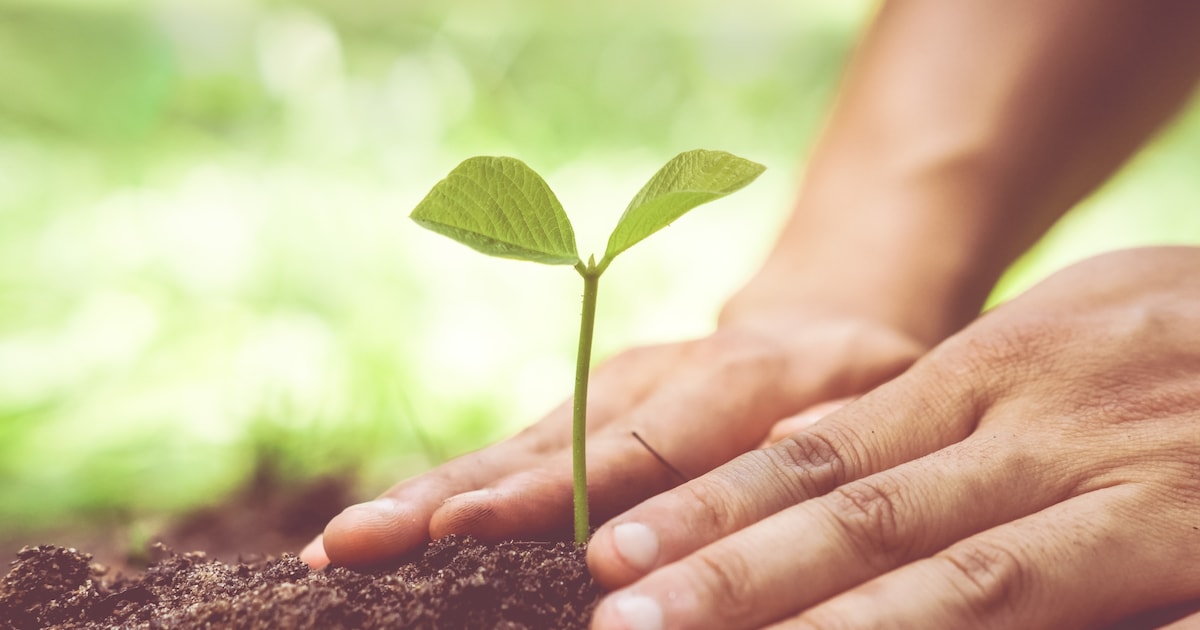Wendelbos bij Marknesse dit jaar decor van Boomfeestdag in Noordoostpolder