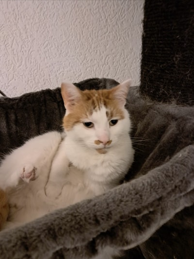 Heb jij Bully, Suzy of Jamie gezien? Deze drie huisdieren worden in Epe vermist