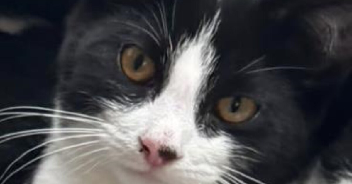 Heb jij Chloe gezien? Dit huisdier wordt in Zwartewaterland vermist