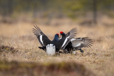 Stoppen met redding korhoen kan Nederland forse boetes opleveren, waarschuwt stichting