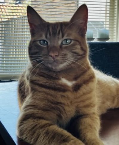 Heb jij Grover, Tijger of Moos gezien? Deze vier huisdieren worden in Noordoostpolder vermist