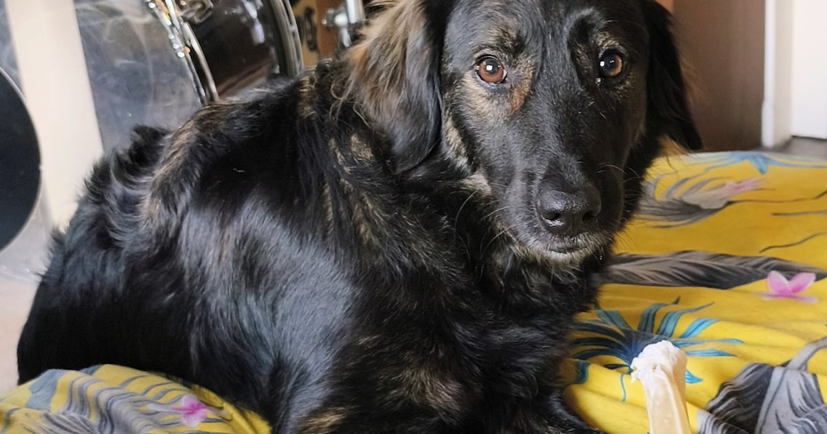 Heb jij Lara gezien? Dit huisdier wordt in Hardenberg vermist