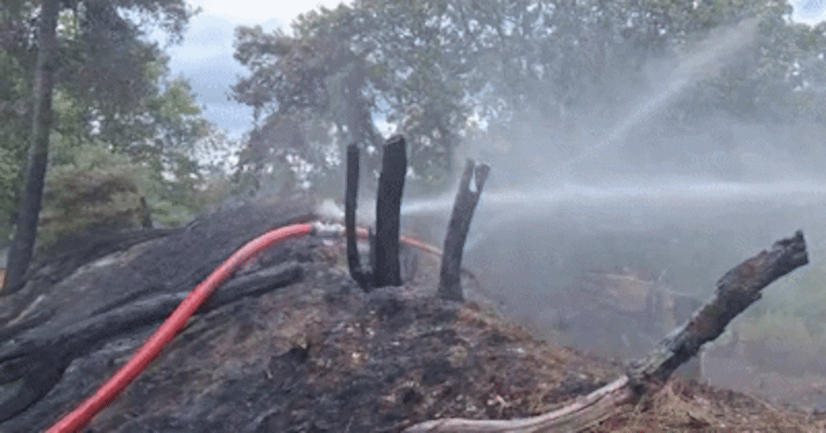 Uitvinding uit de polder helpt bij natuurbrand in Limburg: ‘Het zou een mooie kans zijn’