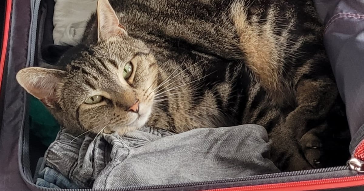 Heb jij Flo of Nismo gezien? Deze twee huisdieren worden in Heerde vermist