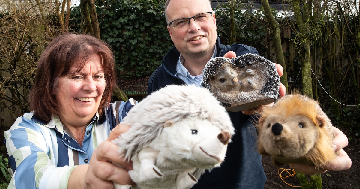 Matthijs vindt dode egel met een stok ernaast, nu wil hij zijn soortgenoten redden: ‘Dat raakt me ec