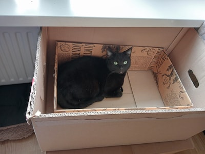 Heb jij Zwartje gezien? Dit huisdier wordt in Hellendoorn vermist