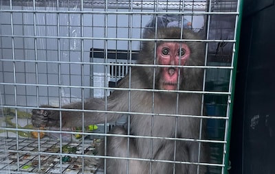Sasha en Kali zaten opgesloten tussen varkens, twee andere aapjes haalden het niet: ‘Het was net een
