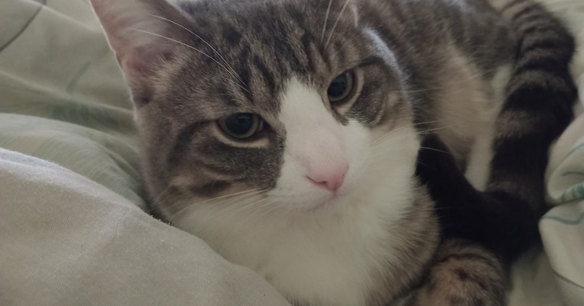 Heb jij Booba gezien? Dit huisdier wordt in Deventer vermist