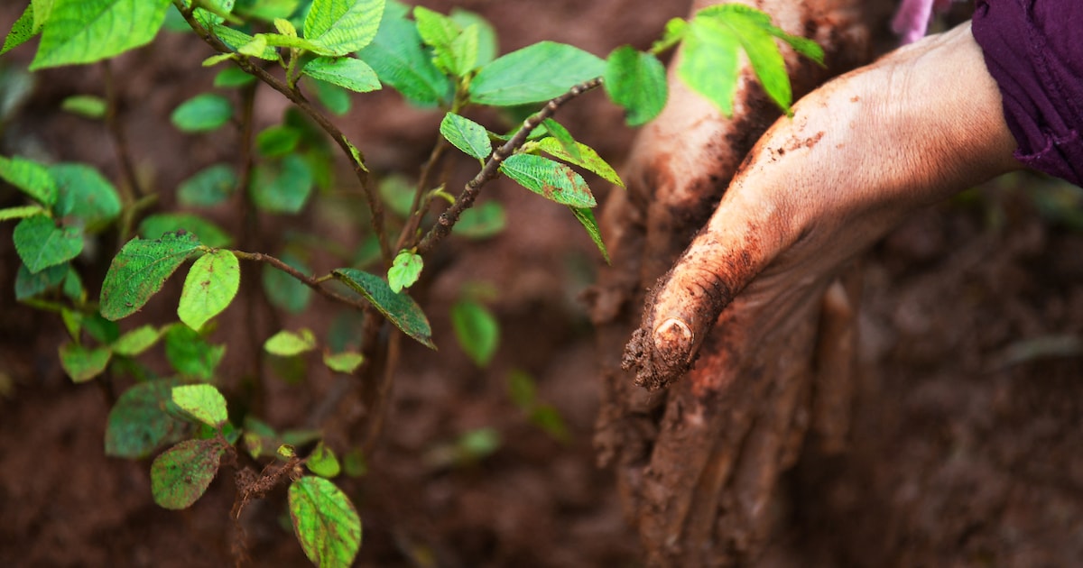 Ouders in Nunspeet kunnen nu opnieuw een geboorteboom aanvragen, ook zonder eigen tuin