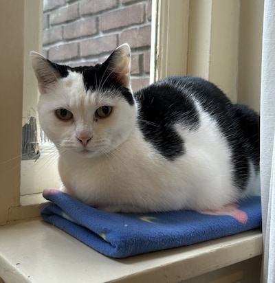 Heb jij Pasha of Oreo gezien? Deze twee huisdieren worden in Olst-Wijhe vermist