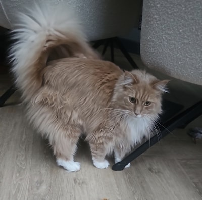 Heb jij Snelle, Luxi of Coco gezien? Deze vijf huisdieren worden in Nijkerk vermist