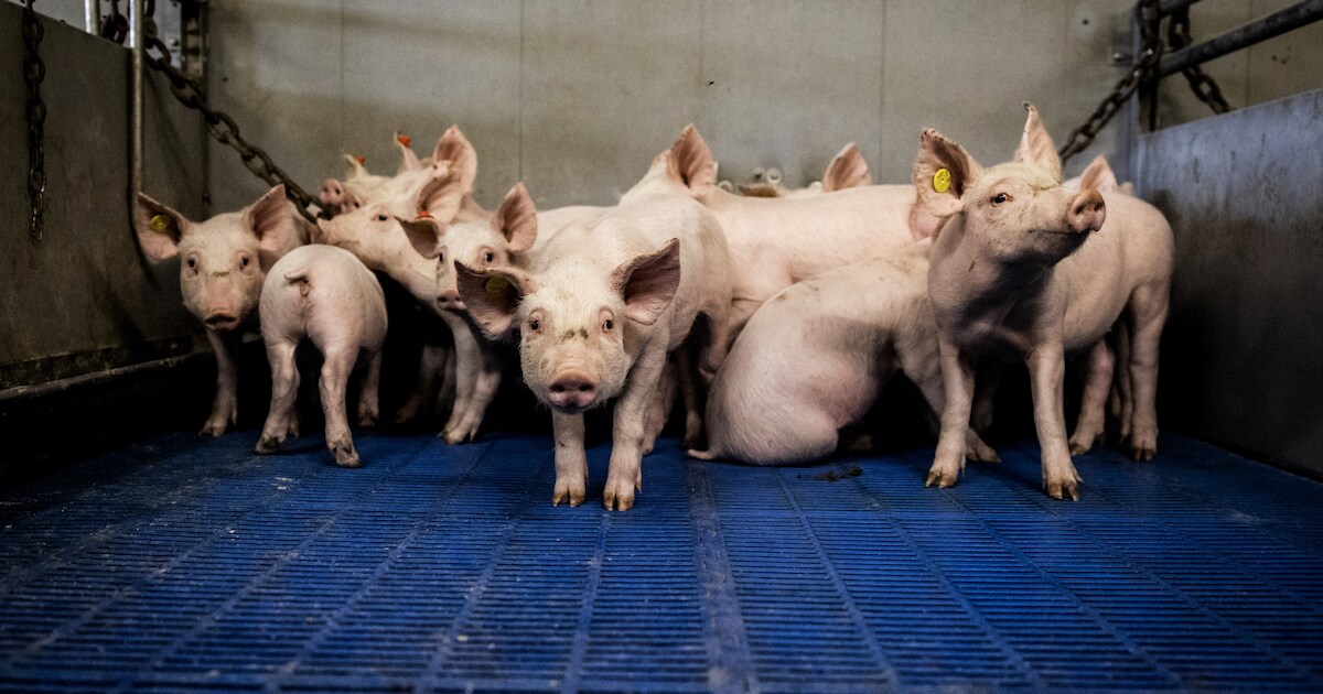 Milieuorganisatie eist extra natuuronderzoek varkenshouderij Creil, Flevoland vindt dat onzin