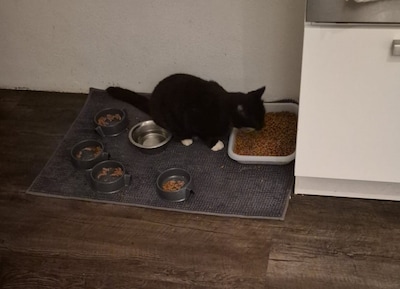 Heb jij Mini of Tommie gezien? Deze twee huisdieren worden in Nijkerk vermist