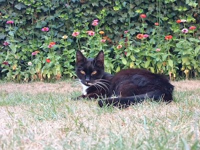 Heb jij Pippi gezien? Dit huisdier wordt in Putten vermist