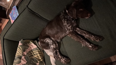 Heb jij Kaatje gezien? Dit huisdier wordt in Rijssen-Holten vermist