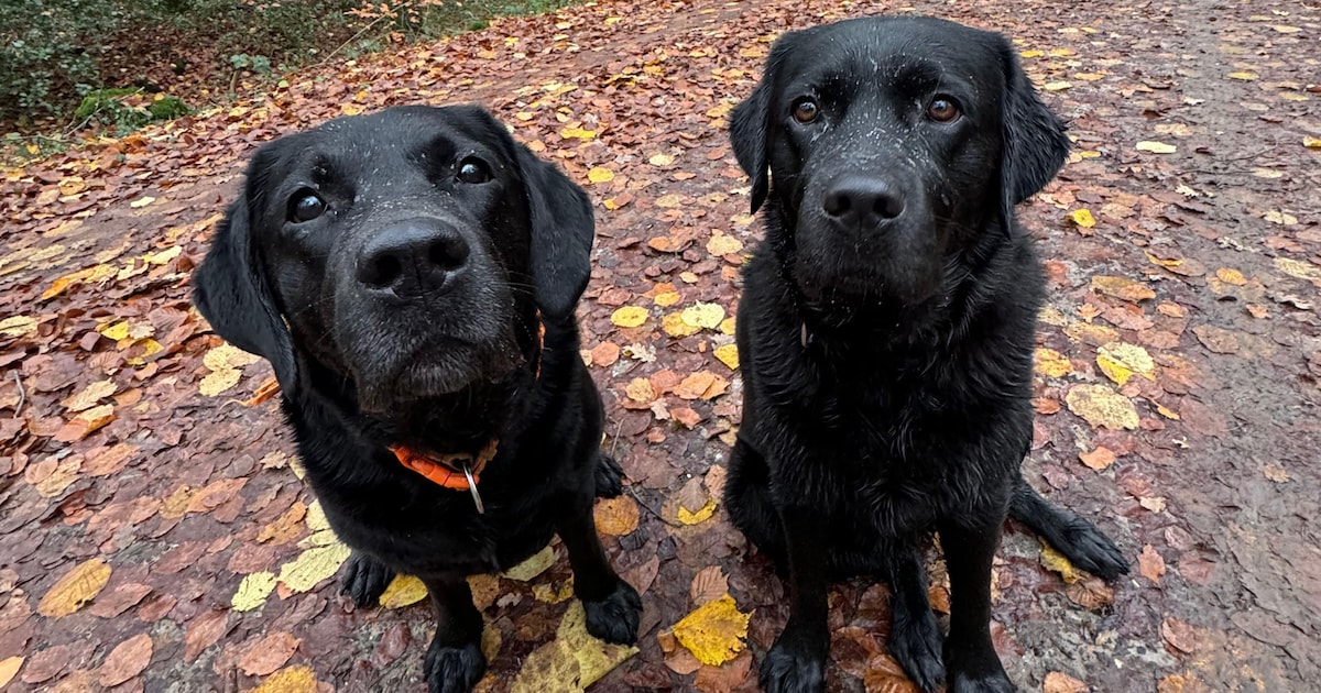 Baasjes opgelet: in 2026 betaal je geen hondenbelasting meer in Hengelo