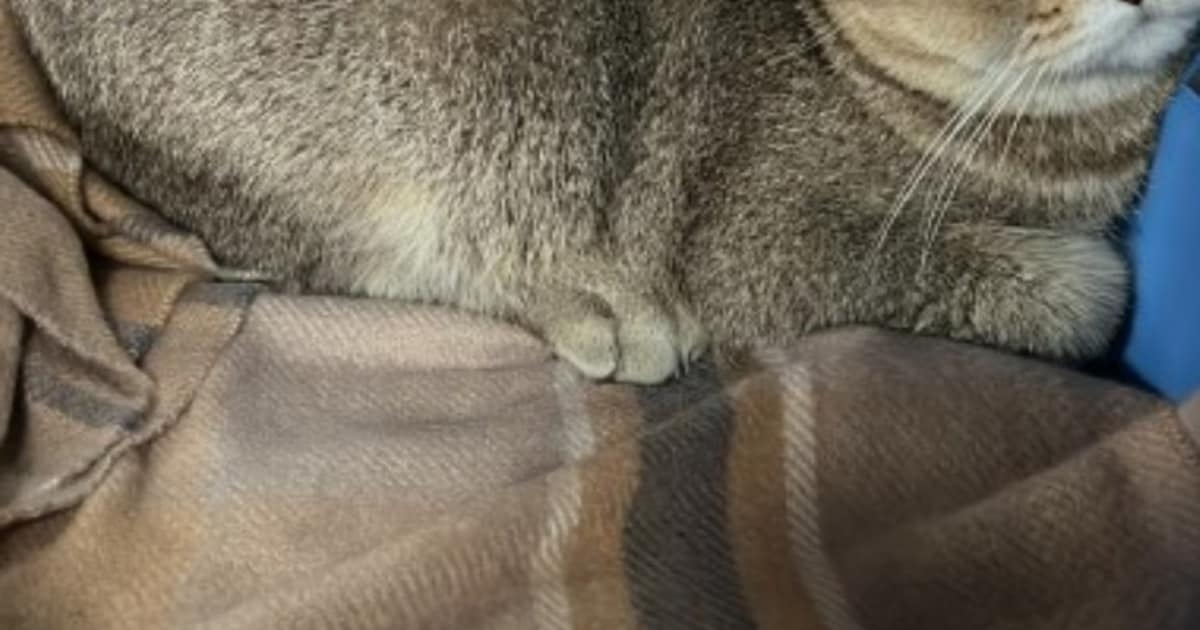 Heb jij Kovu of Koekie gezien? Deze twee huisdieren worden in Almere vermist