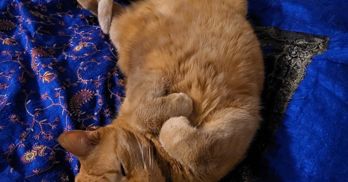 Heb jij Mew, Stormy of Nala gezien? Deze zes huisdieren worden in Almere vermist