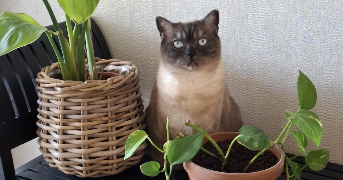 Heb jij Maya, Max of Felix gezien? Deze zes huisdieren worden in Ermelo vermist