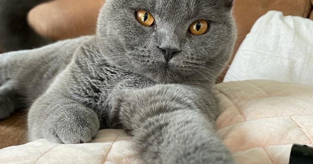 Heb jij Lizzy gezien? Dit huisdier wordt in Ommen vermist