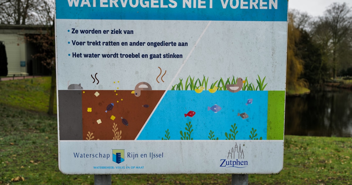 Meer borden tegen voeren van eenden? Zutphen ziet meer in opvoeden van oma