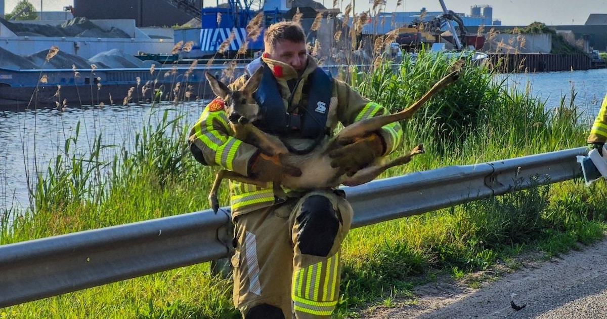 Brandweer redt hertje uit water bij Nijkerk