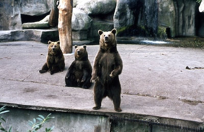 Hoe dieren vroeger in Dierenpark Amersfoort de winter overleefden