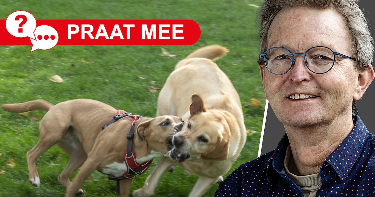 Losloopgebieden voor honden laten in Nijkerk langer op zich wachten: vervelend of laat maar zitten?