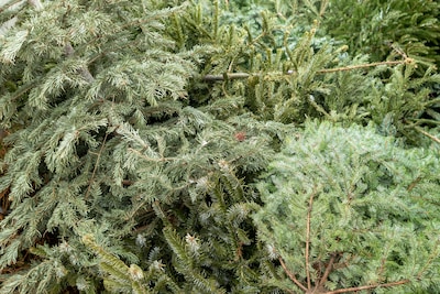 Ruim 800 kerstbomen ingezameld in Putten