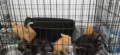 Acht kittens gedumpt bij Emmeloord, vermagerd en onder de vlooien
