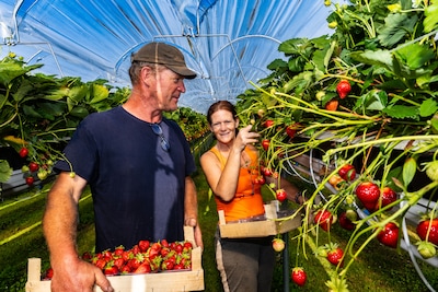 Leonie en André begonnen zonder kennis aan aardbeien: ‘Precies andersom gegaan dan we dachten’