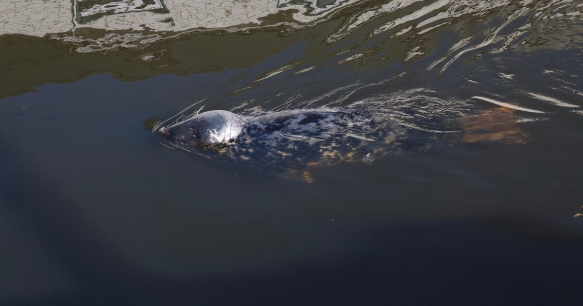 Zeehond duikt nu op in Zwarte Water bij Zwolle