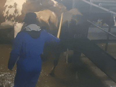 Tussen de boerderij en het slachthuis: waarom koeien in verzamelcentra belanden