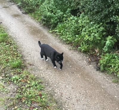 Heb jij Nimo of Yara gezien? Deze twee huisdieren worden in Epe vermist