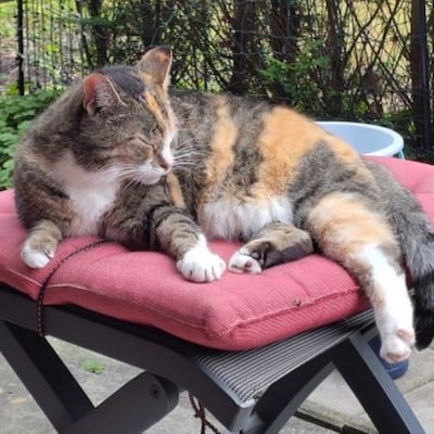 Heb jij Lotje, Boris of Knap gezien? Deze drie huisdieren worden in Elburg vermist