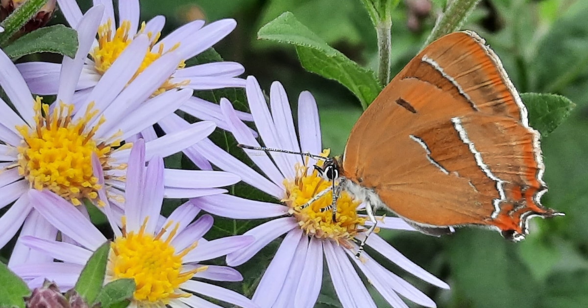 Op ‘fotosafari’ in Apeldoorn: vijftig mooiste beelden van natuur in eigen tuin te zien