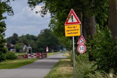 Buizerd terroriseert buurt in Bant: vrouw begeleidt in de auto haar fietsende dochter naar school