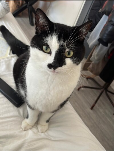 Heb jij Truffel gezien? Dit huisdier wordt in Noordoostpolder vermist