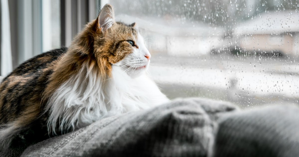 Zwaar bewolkt met wat lichte regen in Zeewolde in de middag