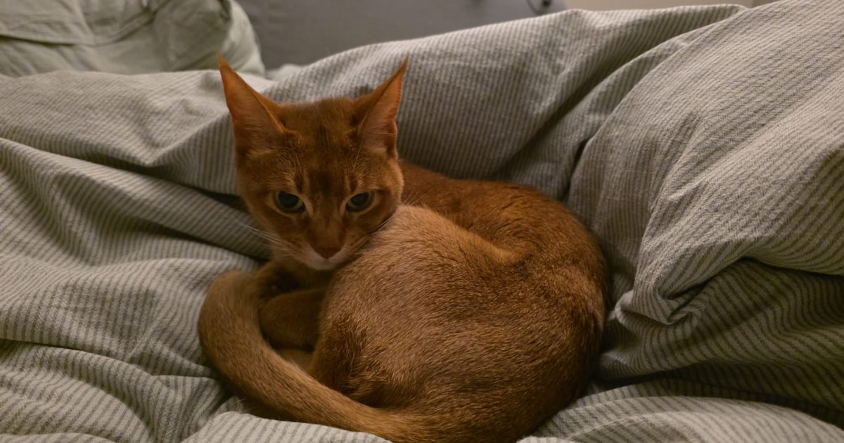 Heb jij Casper gezien? Dit huisdier wordt in Hattem vermist