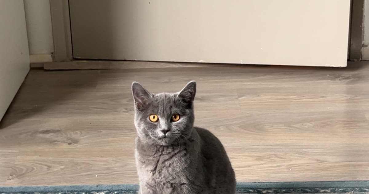 Heb jij Rabia of Suki gezien? Deze twee huisdieren worden in Deventer vermist