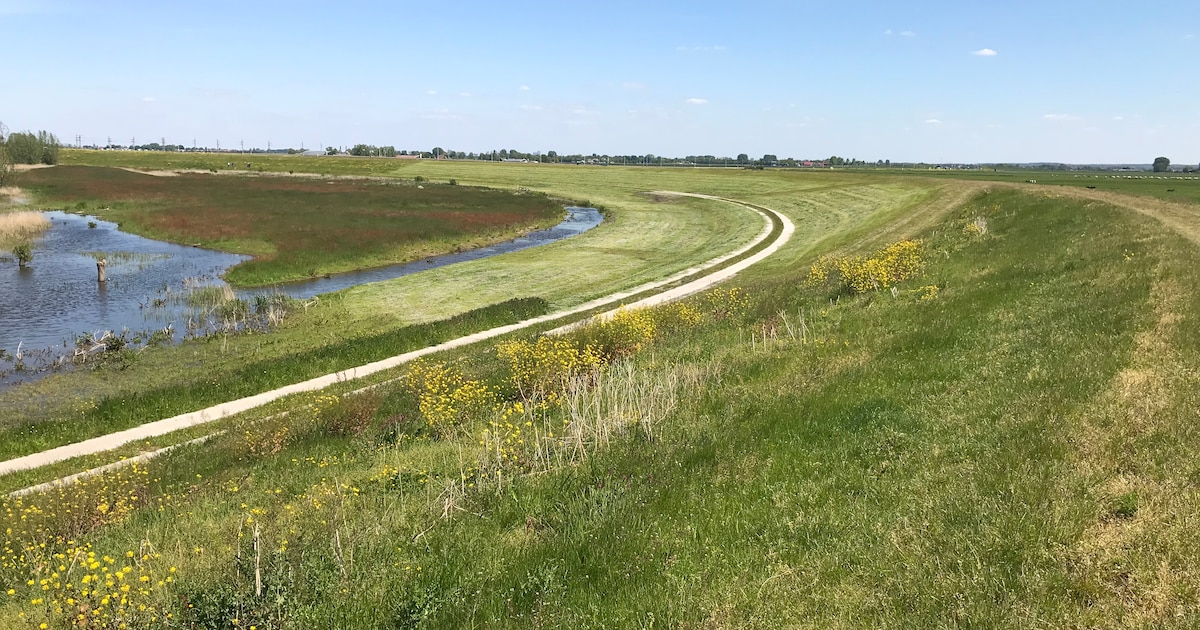 Meer overlevingskans voor insecten door IJsseldijk niet in één keer te maaien