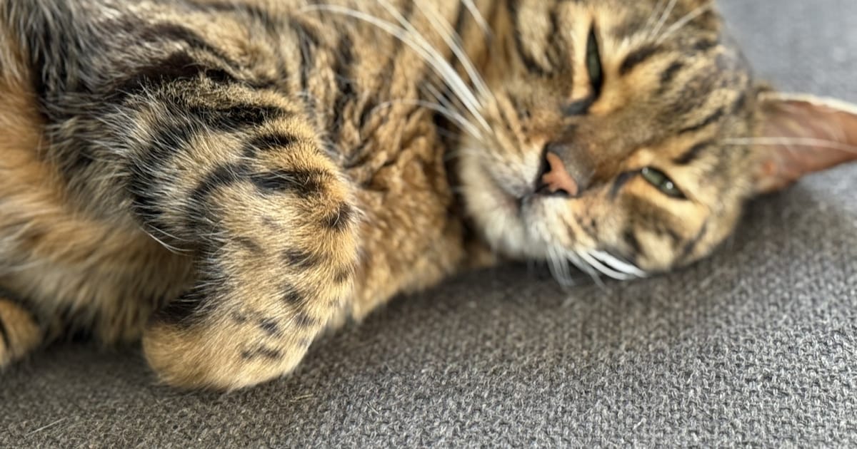 Heb jij George gezien? Dit huisdier wordt in Dalfsen vermist