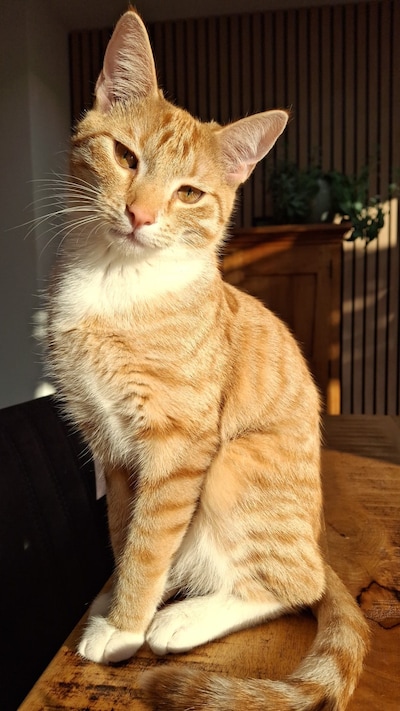 Heb jij Timo of Lucy gezien? Deze twee huisdieren worden in Rijssen-Holten vermist