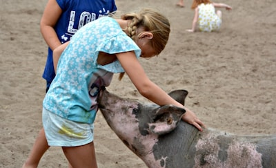 Knuffelen, leren en proeven: deze varkensboerderij zet de staldeuren open