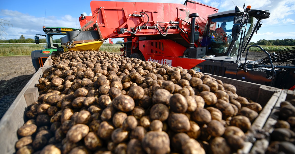 Van tekort naar extreem overschot: dit gebeurt er op de aardappelmarkt
