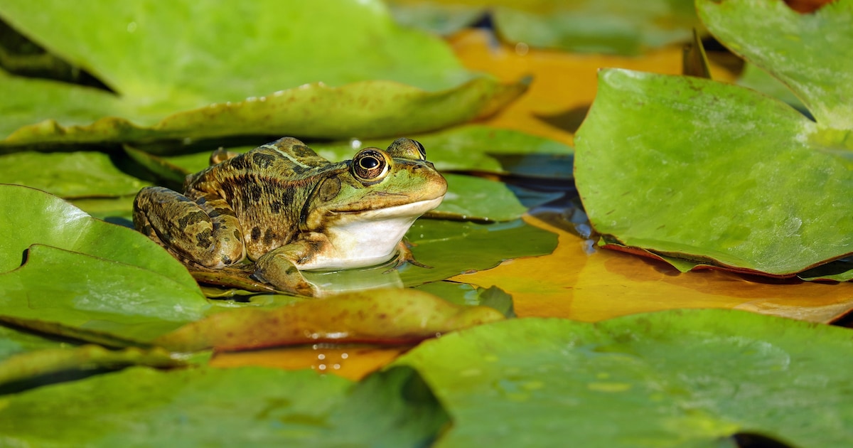 Bijeenkomst in Lelystad over de staat van de natuur in Flevoland
